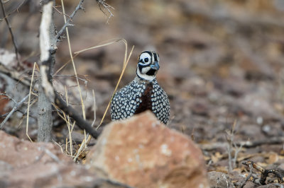 Davis Mtns SP 3-16-12 1490-0222.jpg