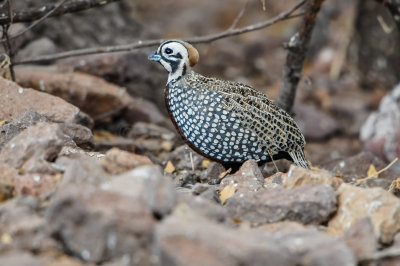 Davis Mtns SP 3-16-12 1499-0223.jpg