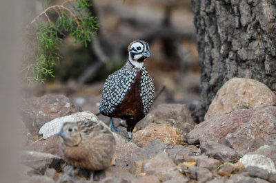 Davis Mtns SP 3-16-12 1517-0225.jpg