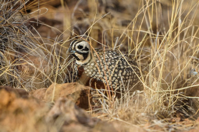 Davis Mtns SP 3-16-12 1540-0227.jpg