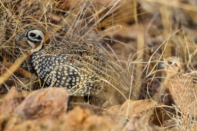 Davis Mtns SP 3-16-12 1544-0228.jpg