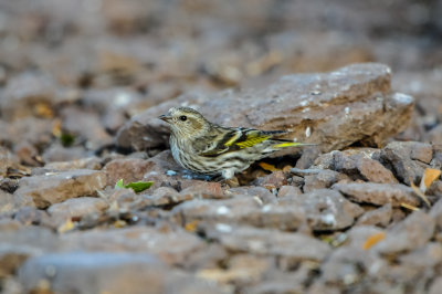 Davis Mtns SP 3-17-12 1714-0284.jpg