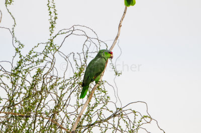 El Paso 3-12-12 0429-0086.jpg