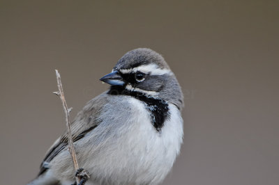 Franklin Mtns SP 3-11-12 0083-0016.jpg