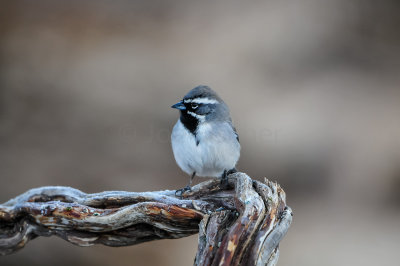 Franklin Mtns SP 3-11-12 0147-0026.jpg