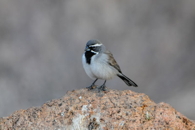 Franklin Mtns SP 3-12-12 0324-0072.jpg