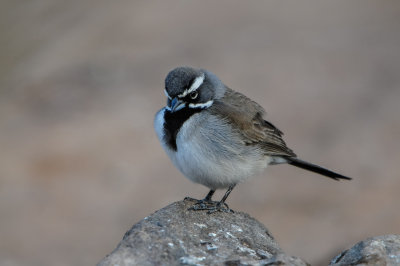 Franklin Mtns SP 3-12-12 0333-0074.jpg
