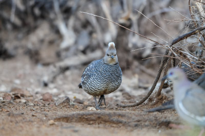 Franklin Mtns SP 3-11-12 0118-0021.jpg