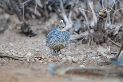 Franklin Mtns SP 3-11-12 0136-0024.jpg