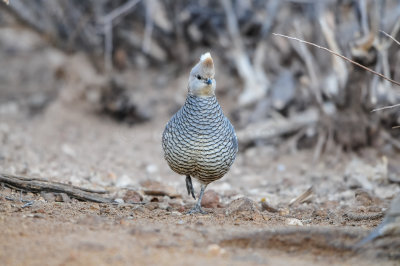 Franklin Mtns SP 3-11-12 0154-0028.jpg