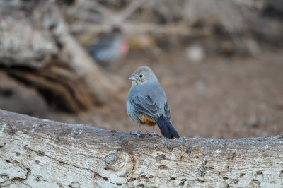 Franklin Mtns SP 3-11-12 0116-0020.jpg