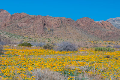 Franklins Mtns 3-13-12 0874-0137.jpg