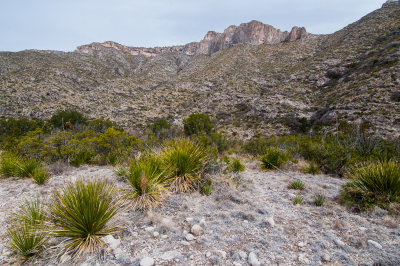 Guadalupe Mtns NP 3-14-12 0913-0143.jpg