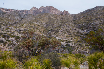 Guadalupe Mtns NP 3-14-12 0915-0144.jpg