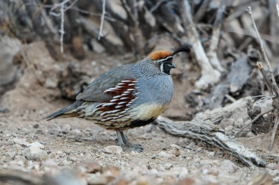 Franklins Mtns 3-13-12 0633-0112.jpg