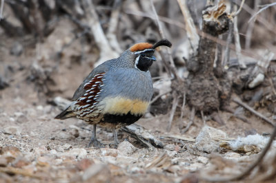 Franklins Mtns 3-13-12 0645-0113.jpg