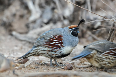 Franklins Mtns 3-13-12 0732-0122.jpg