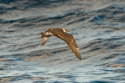 SPI Pelagic 10-10-15 0221-0014.jpg