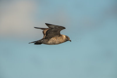 SPI Pelagic 10-10-15 0254-0016.jpg