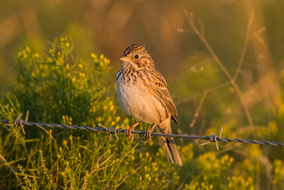 Attwater NWR 10-18-15 0243-0027.jpg