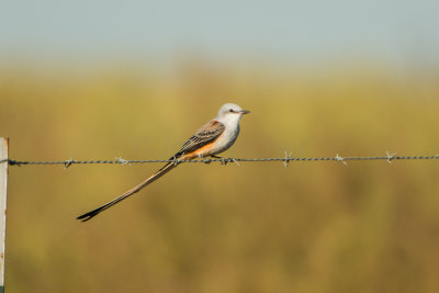 Attwater NWR 10-18-15 0283-0029.jpg