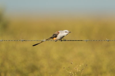 Attwater NWR 10-18-15 0290-0030.jpg