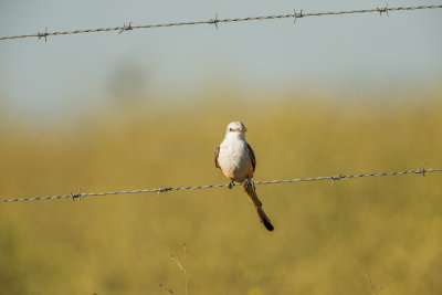 Attwater NWR 10-18-15 0295-0031.jpg