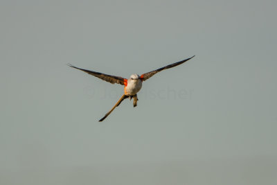 Attwater NWR 10-18-15 0308-0034.jpg