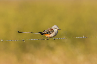 Attwater NWR 10-18-15 0325-0036.jpg