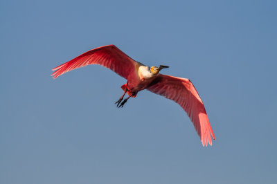 Bird Island 3-28-15 2022-0012.jpg