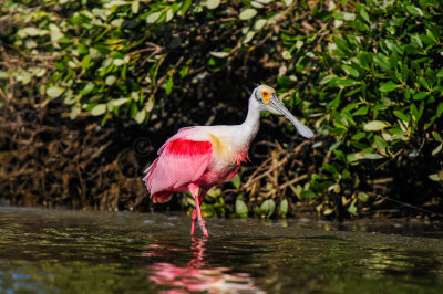 Bird Island 3-28-15 2040-0013.jpg