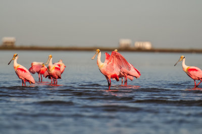 Bird Island 3-28-15 2056-0014.jpg
