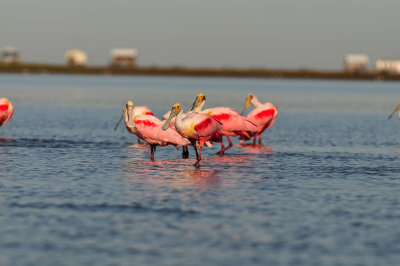 Bird Island 3-28-15 2104-0020.jpg
