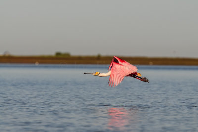 Bird Island 3-28-15 2113-0021.jpg