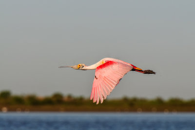 Bird Island 3-28-15 2123-0022.jpg