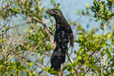 Groove-Billed Ani