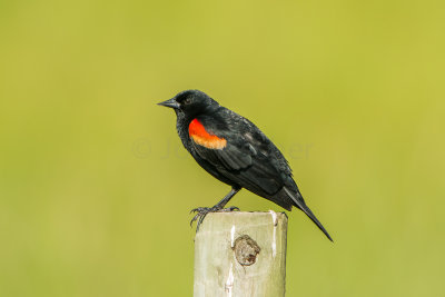 Anahuac NWR 5-3-15 0001-0001.jpg
