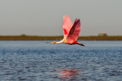 Bird Island 3-28-15 2131-0023.jpg