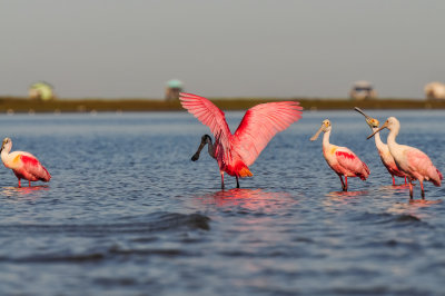 Bird Island 3-28-15 2153-0028.jpg