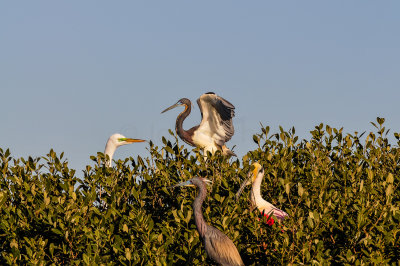 Bird Island 3-28-15 1892-0001.jpg