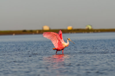 Bird Island 3-28-15 2204-0036.jpg