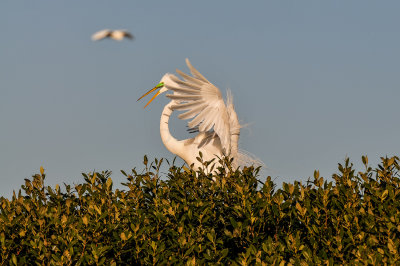 Bird Island 3-28-15 1919-0004.jpg