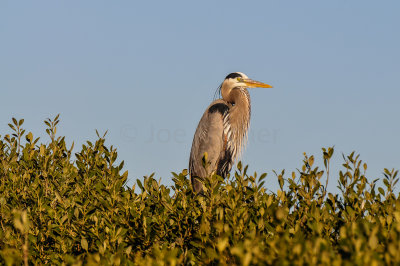 Bird Island 3-28-15 1907-0003.jpg