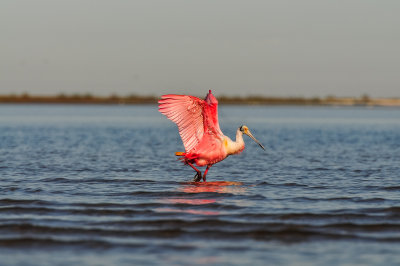 Bird Island 3-28-15 2241-0041.jpg