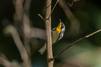 Yellow-Throated Warbler