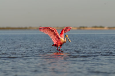 Bird Island 3-28-15 2260-0046.jpg