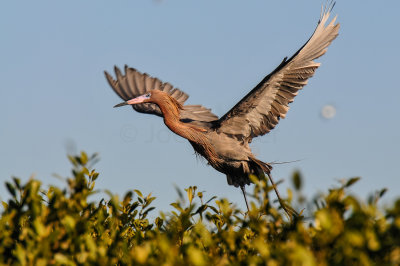 Bird Island 3-28-15 1925-0005.jpg