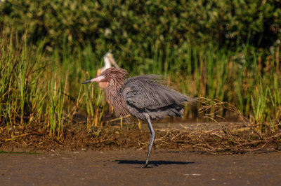 Bird Island 3-28-15 2002-0010.jpg