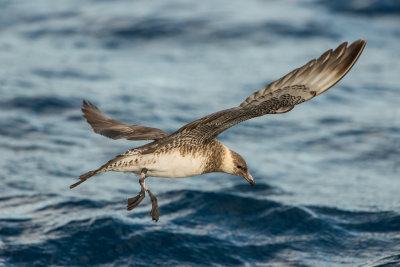 SPI Pelagic 10-10-15 0176-0008.jpg