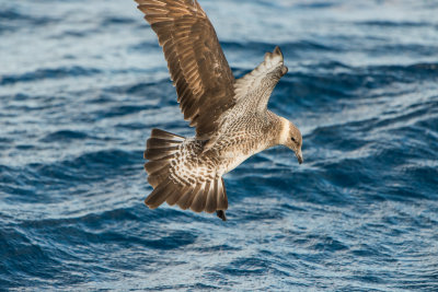 SPI Pelagic 10-10-15 0182-0009.jpg